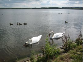 noorderplassen-west-almere-omgeving-ikwilhuren2.jpg