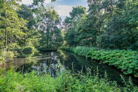 distelweide-1-51.jpg