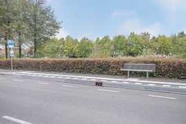 argusvlinder-82-27.jpg